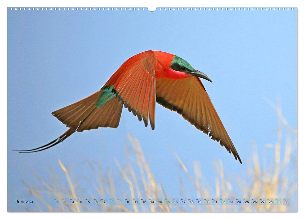 Oiseaux d'Afrique – Magie des couleurs (Calvendo Premium Calendrier mural 2024) 