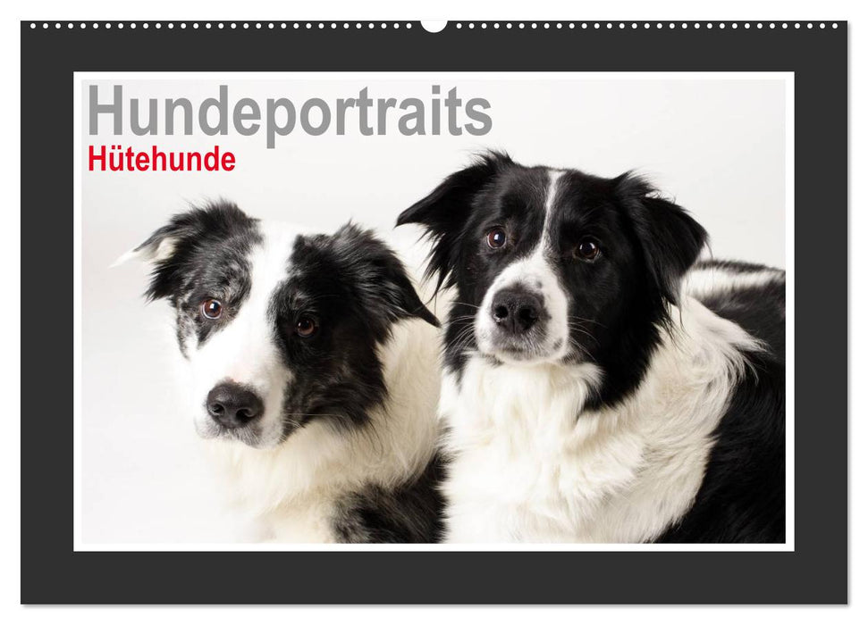 Portraits de chiens - chiens de berger (Calendrier mural CALVENDO 2024) 