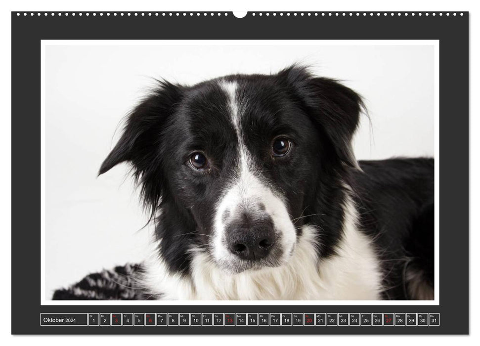 Dog portraits - herding dogs (CALVENDO wall calendar 2024) 