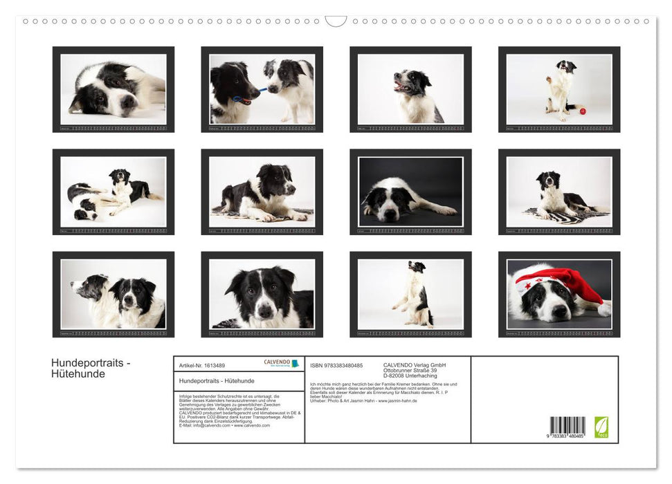 Dog portraits - herding dogs (CALVENDO wall calendar 2024) 