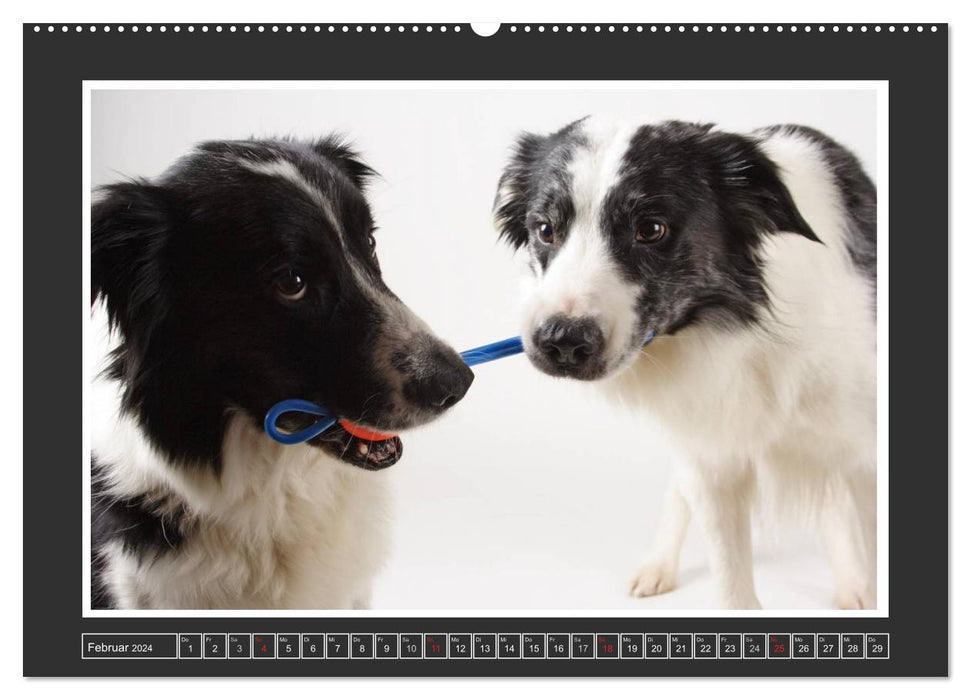 Portraits de chiens - chiens de berger (Calendrier mural CALVENDO 2024) 