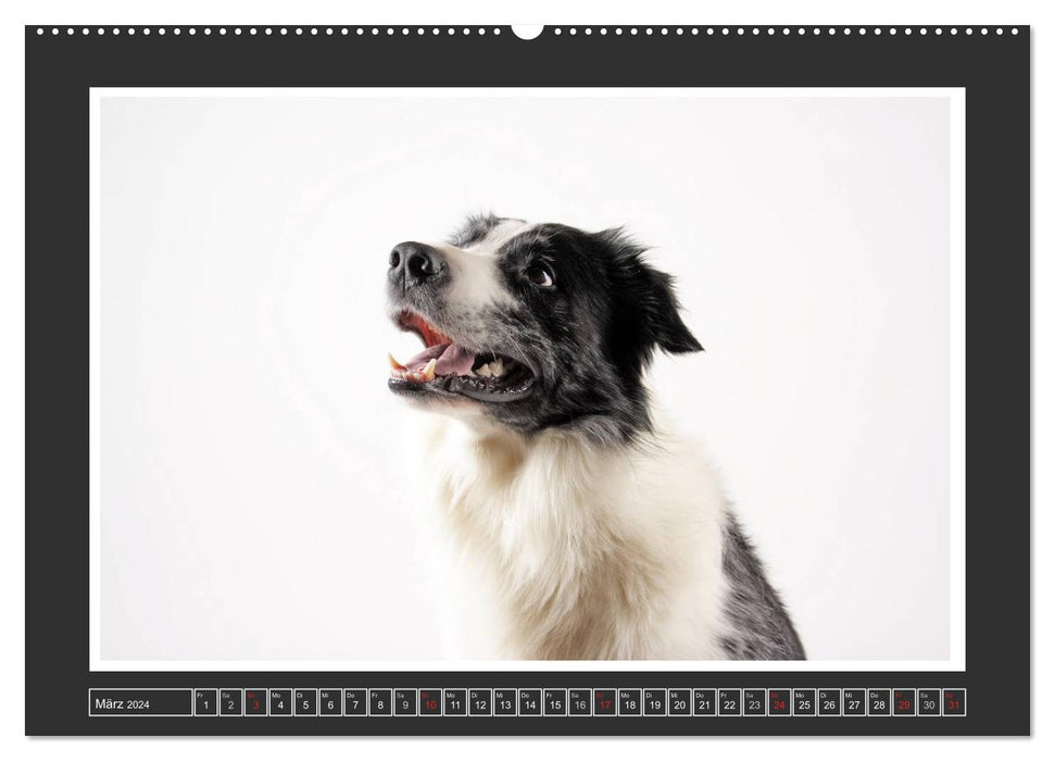 Dog portraits - herding dogs (CALVENDO wall calendar 2024) 