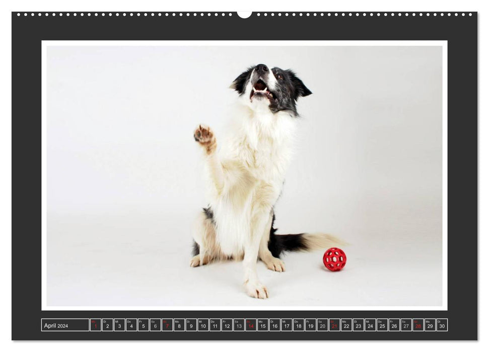 Dog portraits - herding dogs (CALVENDO wall calendar 2024) 