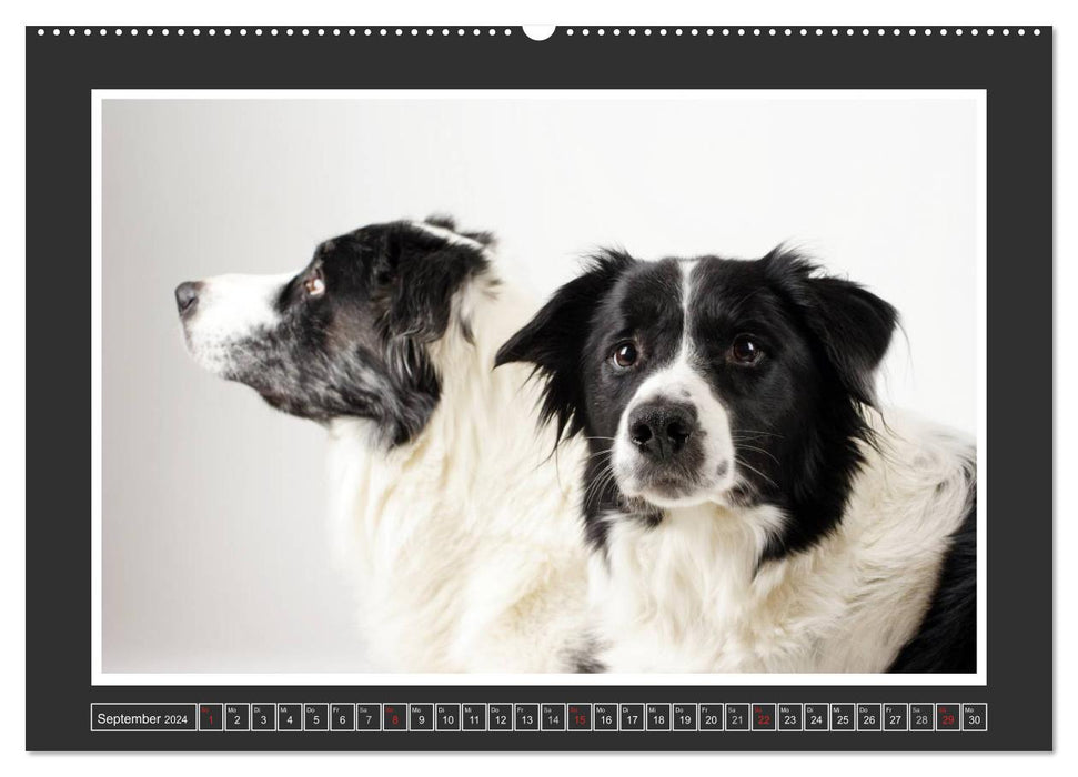 Hundeportraits - Hütehunde (CALVENDO Wandkalender 2024)