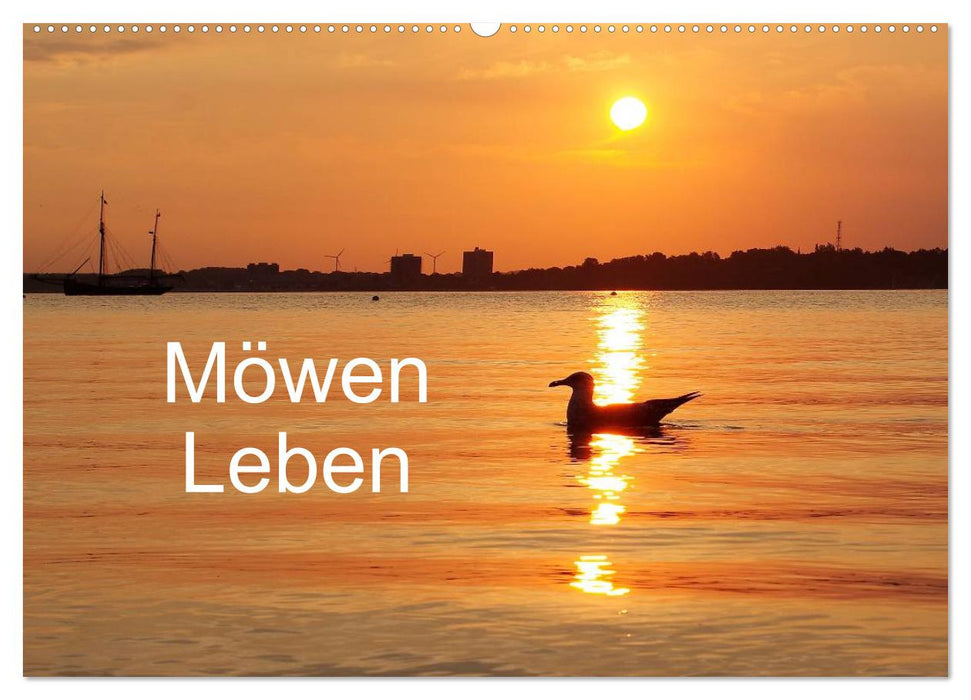 Möwen Leben (CALVENDO Wandkalender 2024)