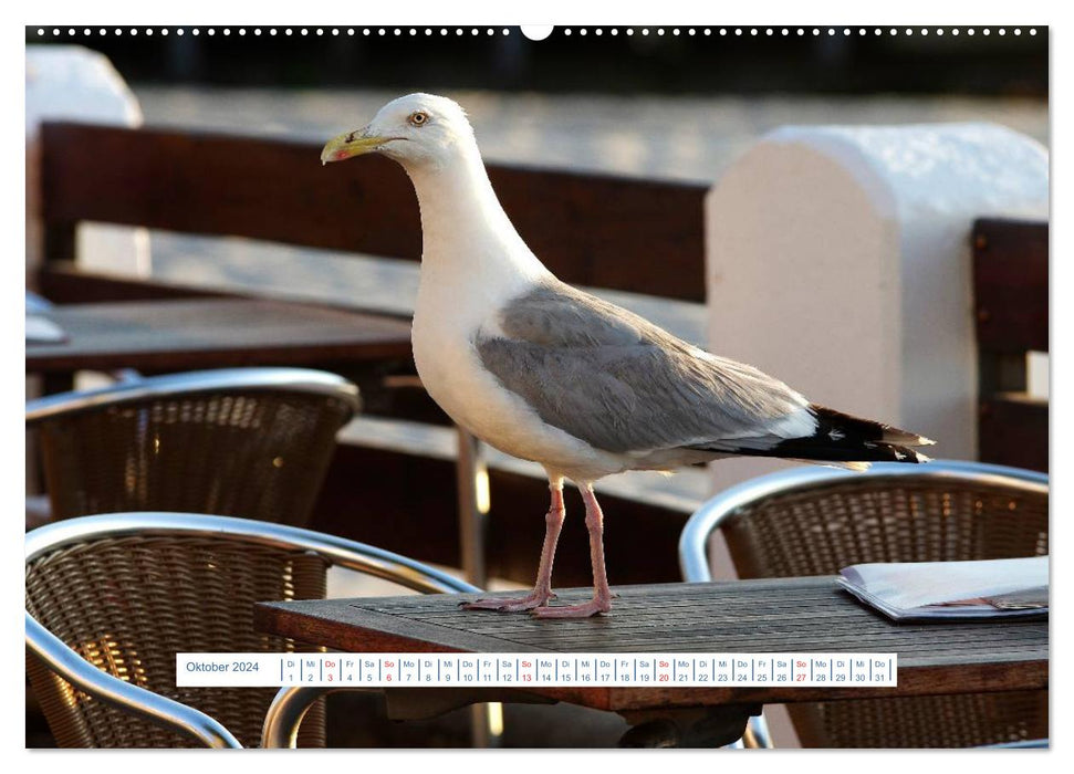 Seagulls Life (CALVENDO Wall Calendar 2024) 