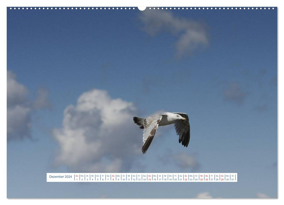 Seagulls Life (CALVENDO Wall Calendar 2024) 