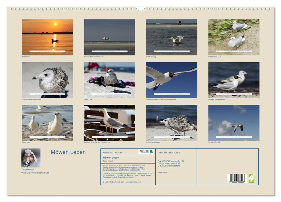 Seagulls Life (CALVENDO Wall Calendar 2024) 