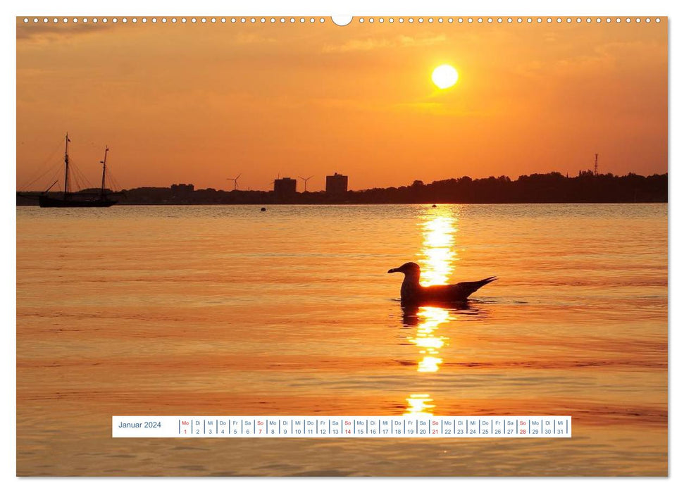 Seagulls Life (CALVENDO Wall Calendar 2024) 