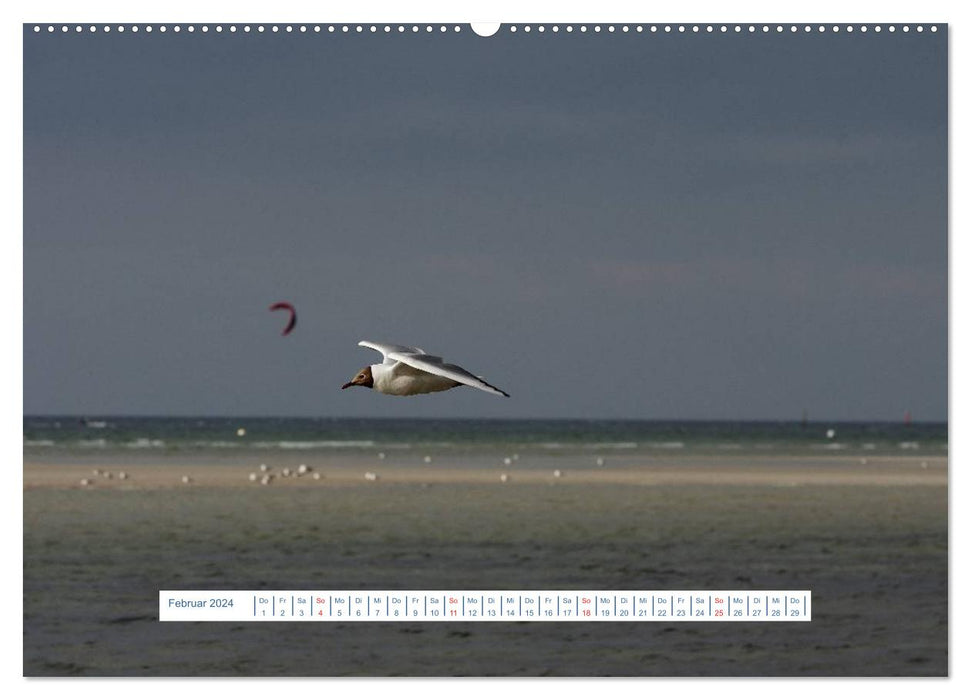 Seagulls Life (CALVENDO Wall Calendar 2024) 