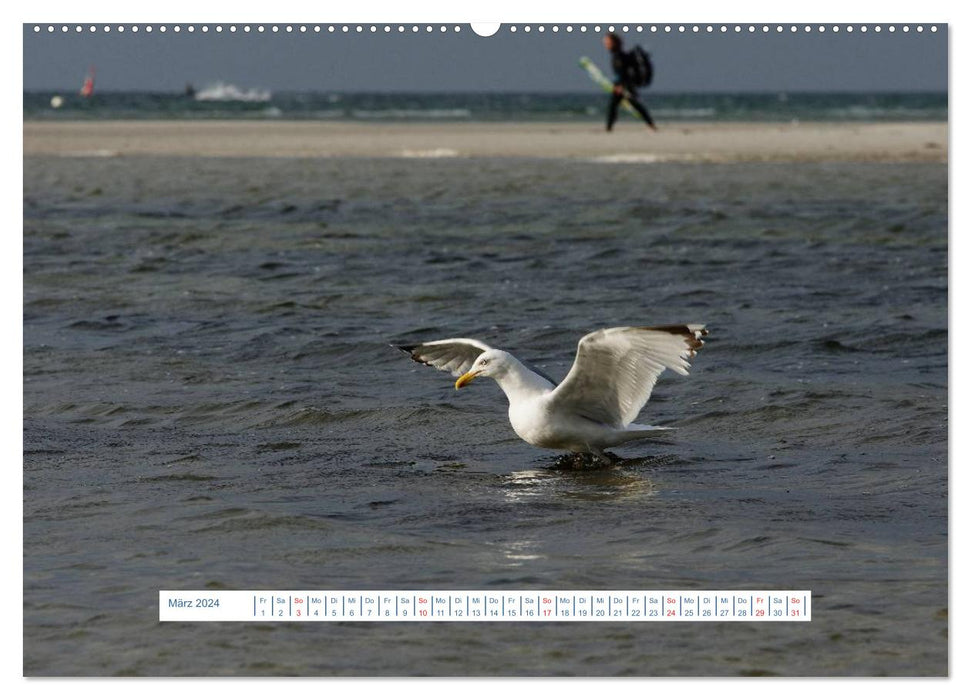 Seagulls Life (CALVENDO Wall Calendar 2024) 