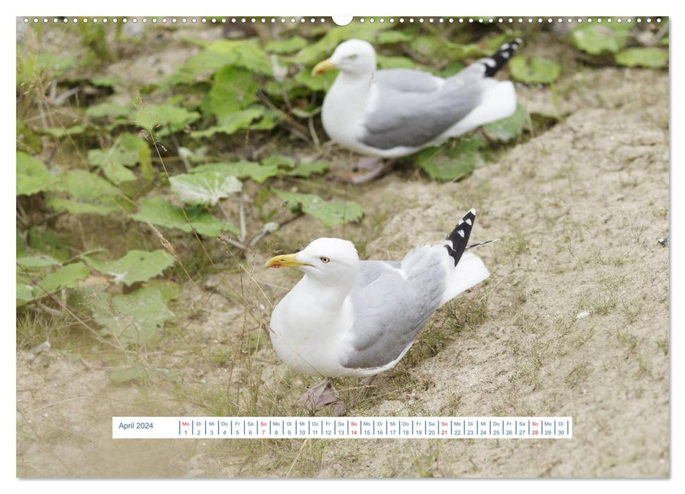 Seagulls Life (CALVENDO Wall Calendar 2024) 