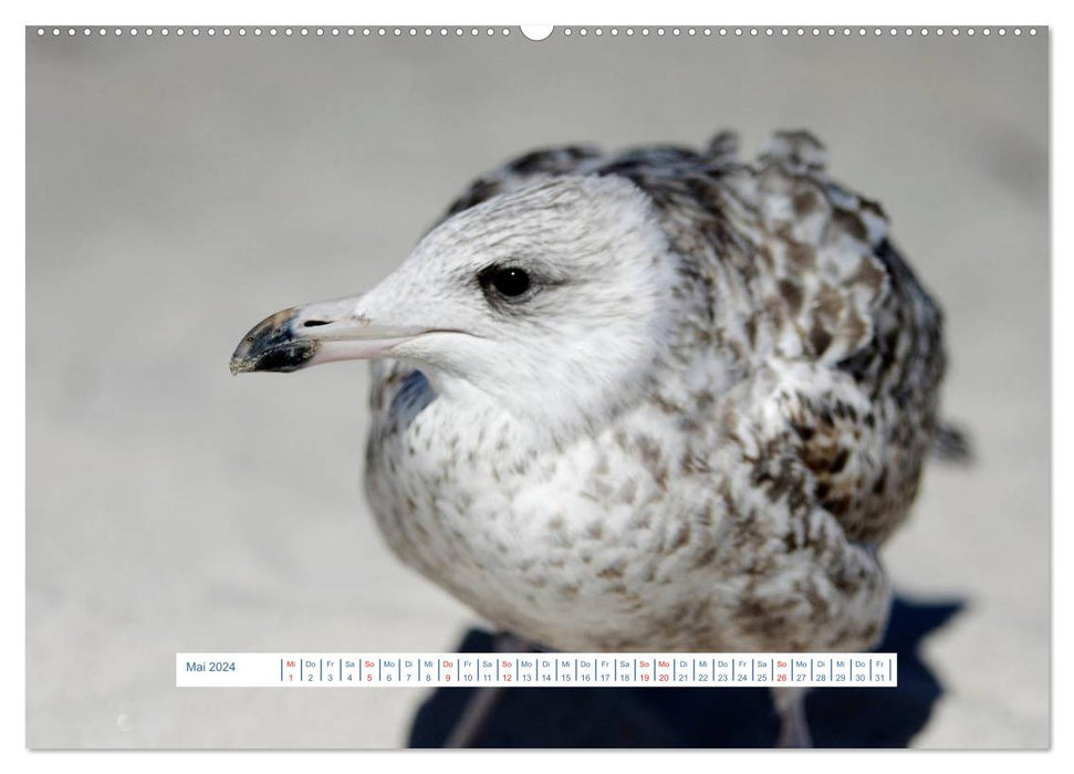 Seagulls Life (CALVENDO Wall Calendar 2024) 