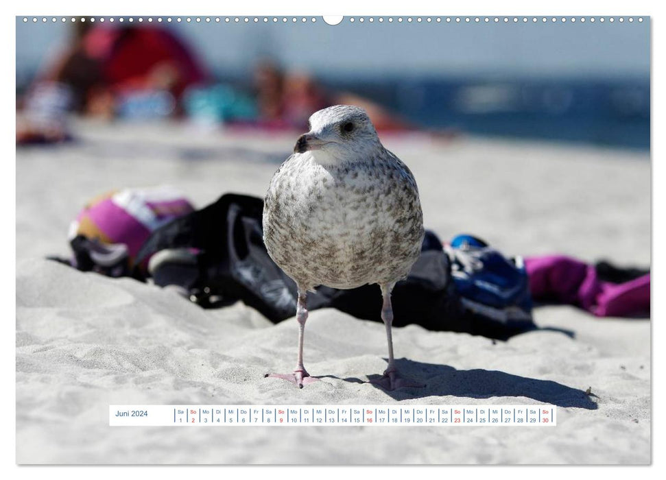 Seagulls Life (CALVENDO Wall Calendar 2024) 