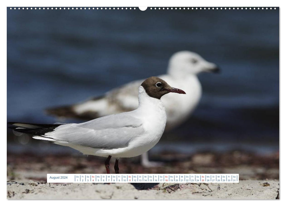 La vie des mouettes (Calendrier mural CALVENDO 2024) 