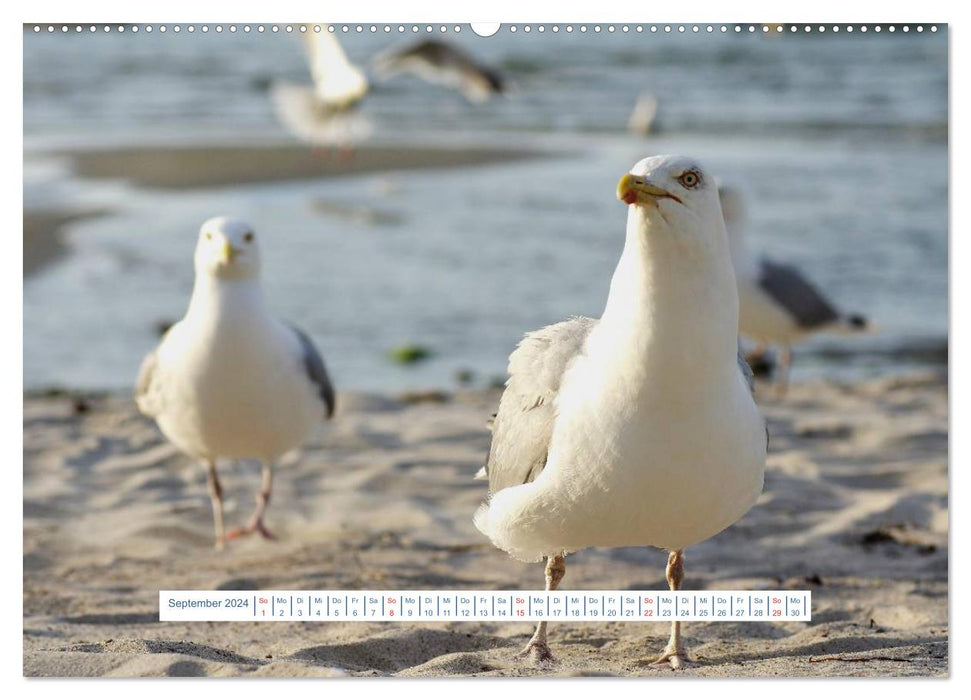 La vie des mouettes (Calendrier mural CALVENDO 2024) 