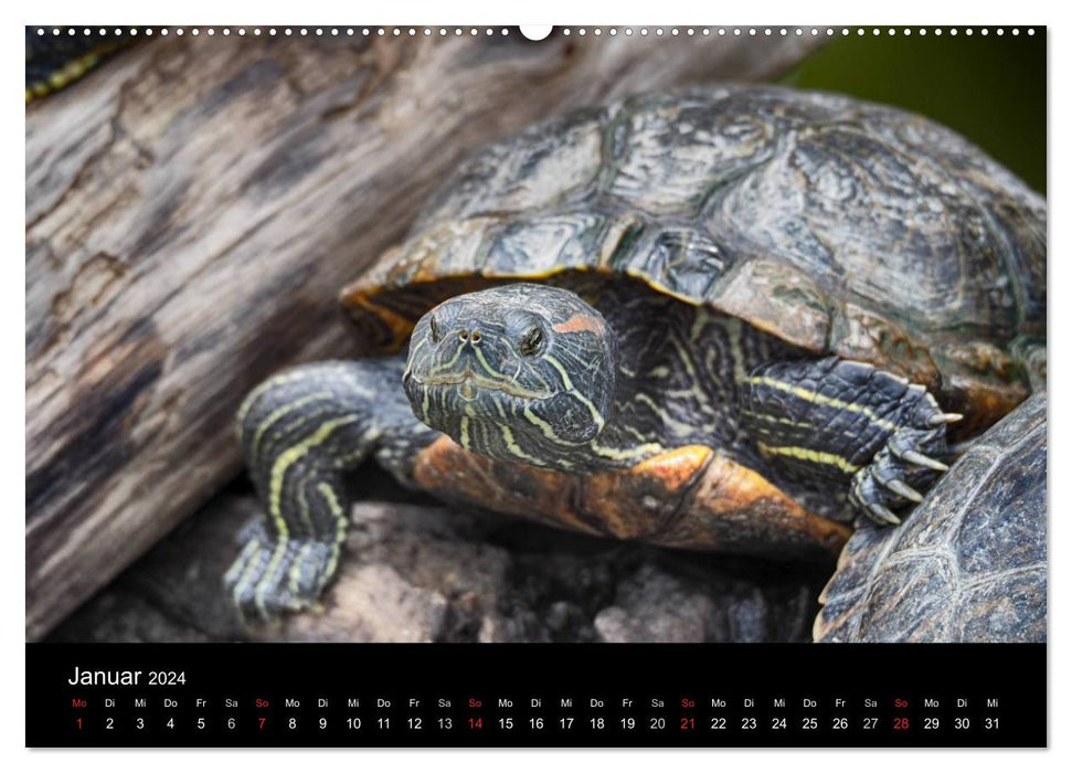 Water turtles (CALVENDO Premium Wall Calendar 2024) 