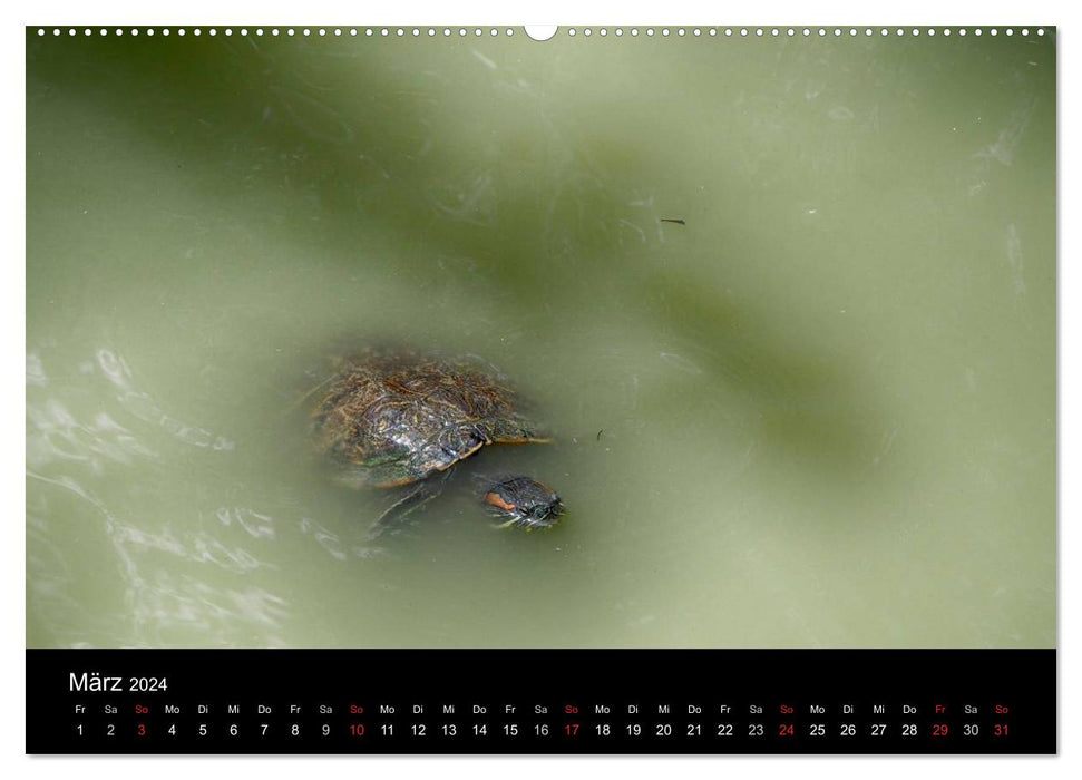 Water turtles (CALVENDO Premium Wall Calendar 2024) 