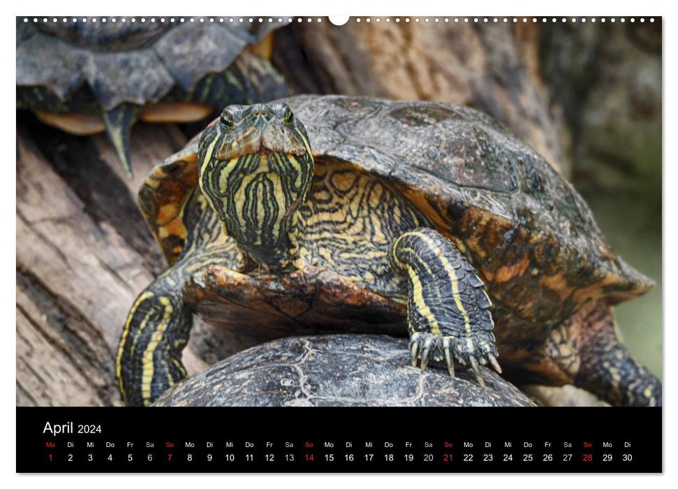 Wasserschildkröten (CALVENDO Premium Wandkalender 2024)