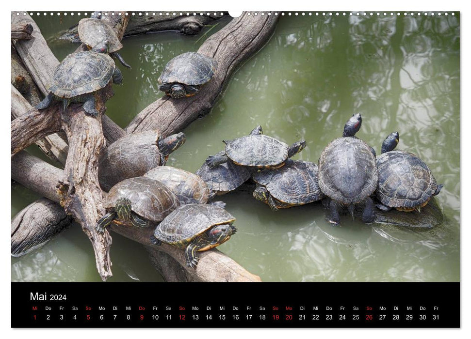 Water turtles (CALVENDO Premium Wall Calendar 2024) 