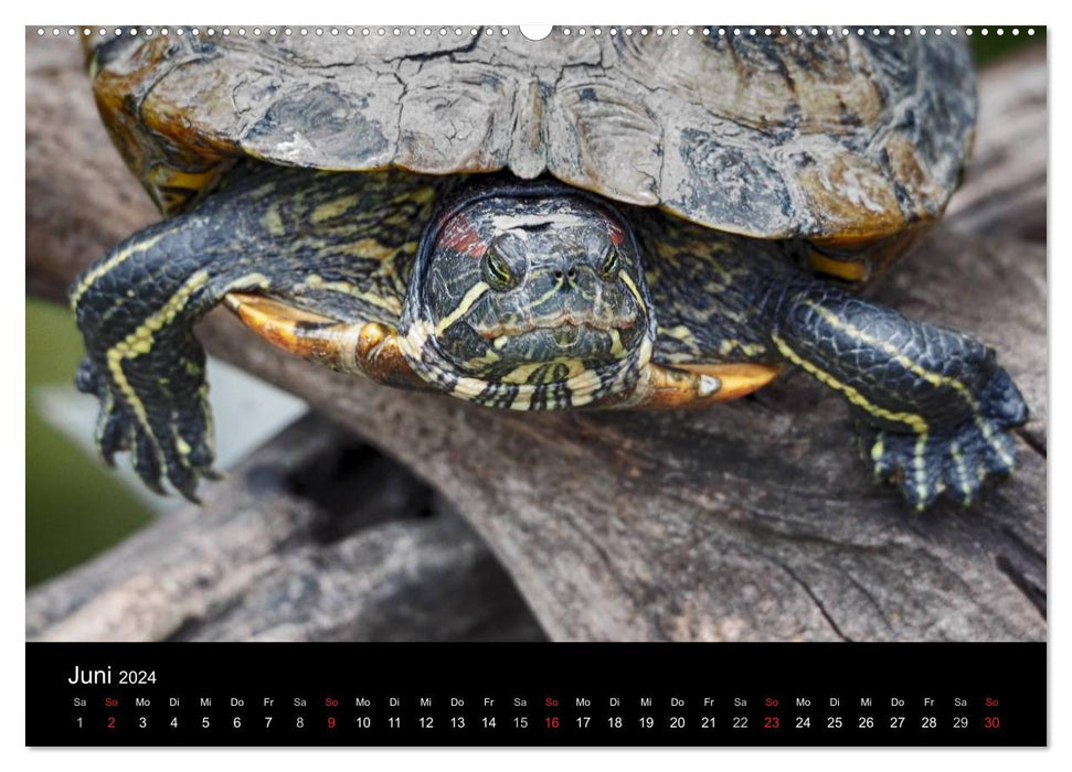 Tortues d'eau (Calendrier mural CALVENDO Premium 2024) 