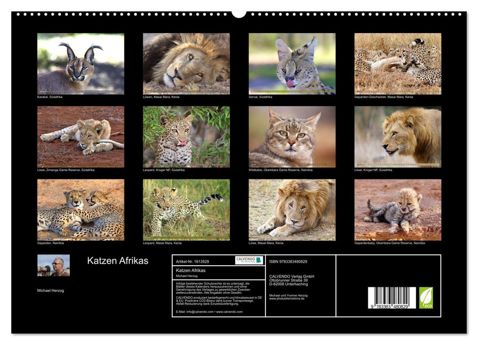 Cats of Africa (CALVENDO Premium Wall Calendar 2024) 