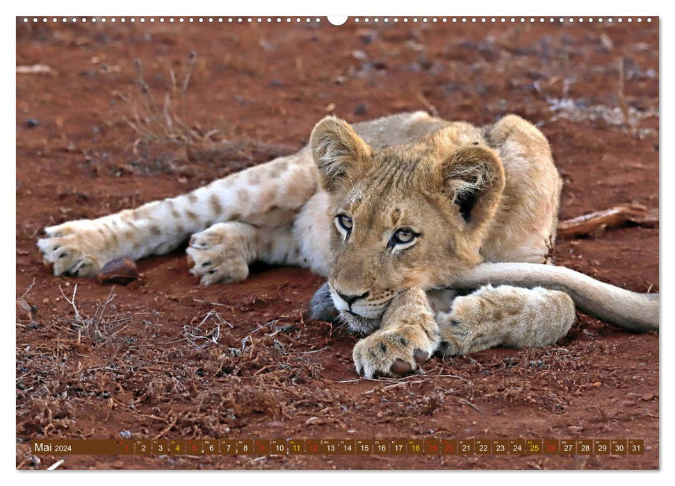 Cats of Africa (CALVENDO Premium Wall Calendar 2024) 