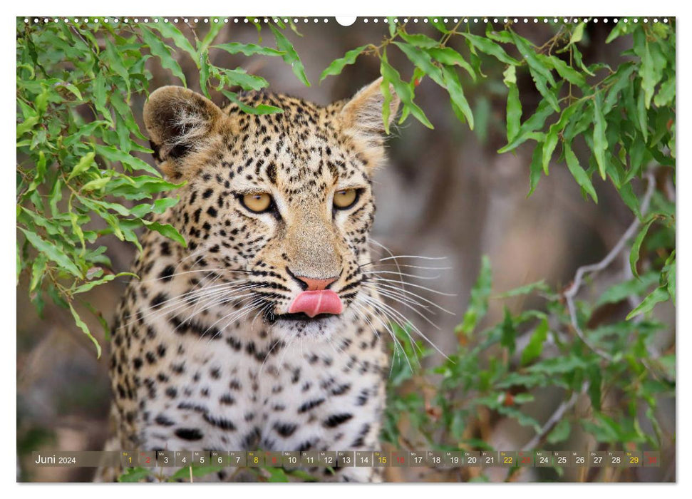 Cats of Africa (CALVENDO Premium Wall Calendar 2024) 