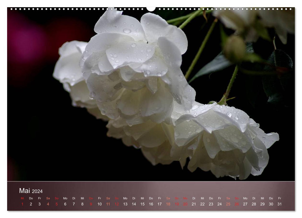 Delicate beauties - roses (CALVENDO Premium wall calendar 2024) 