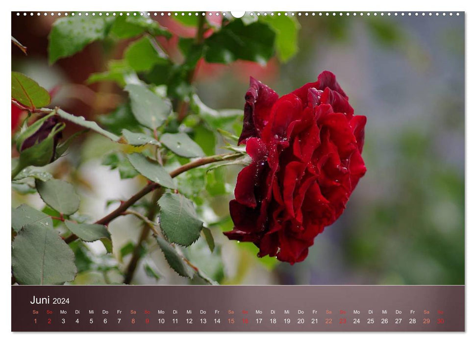 Beautés délicates - roses (Calendrier mural CALVENDO Premium 2024) 