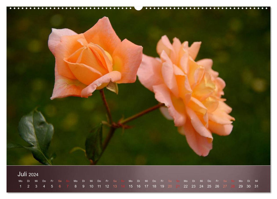 Beautés délicates - roses (Calendrier mural CALVENDO Premium 2024) 