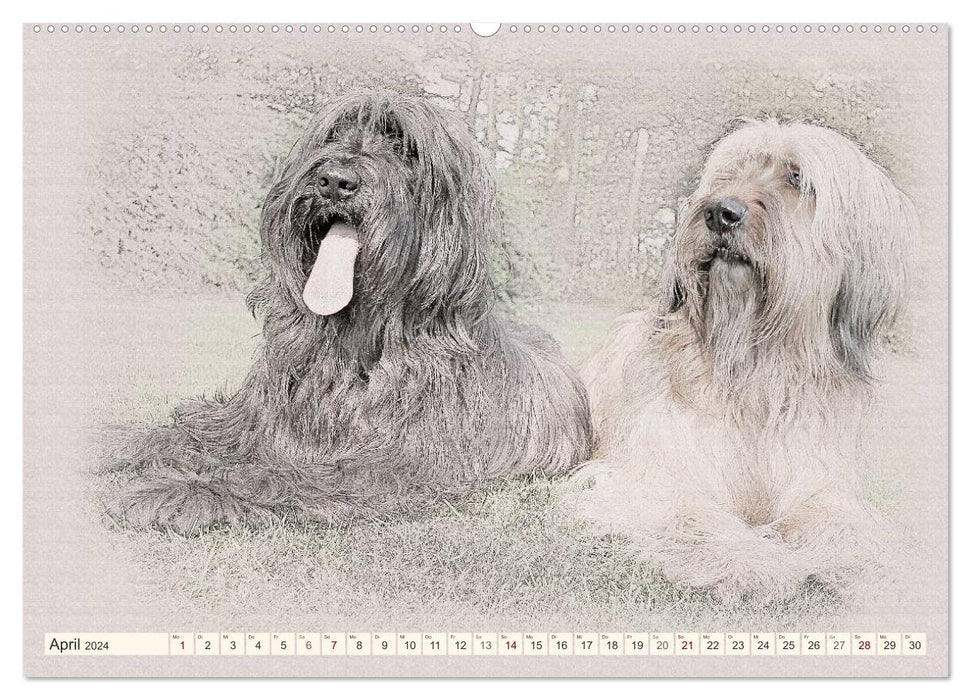 French Shepherd Dogs 2024 (CALVENDO Premium Wall Calendar 2024) 