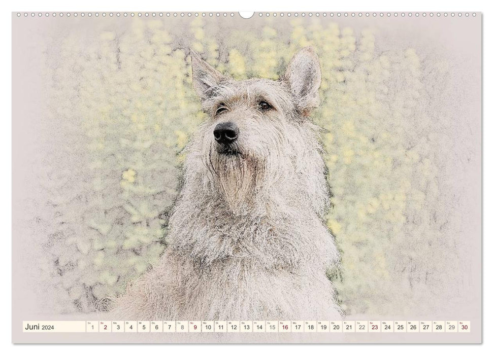 French Shepherd Dogs 2024 (CALVENDO Premium Wall Calendar 2024) 