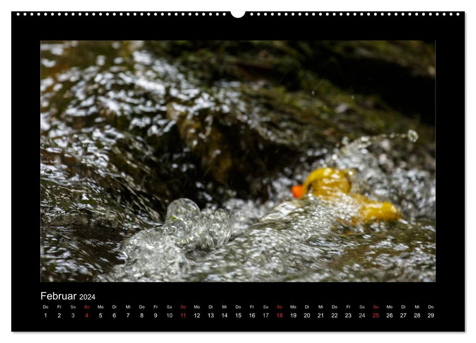 Duck race (CALVENDO wall calendar 2024) 