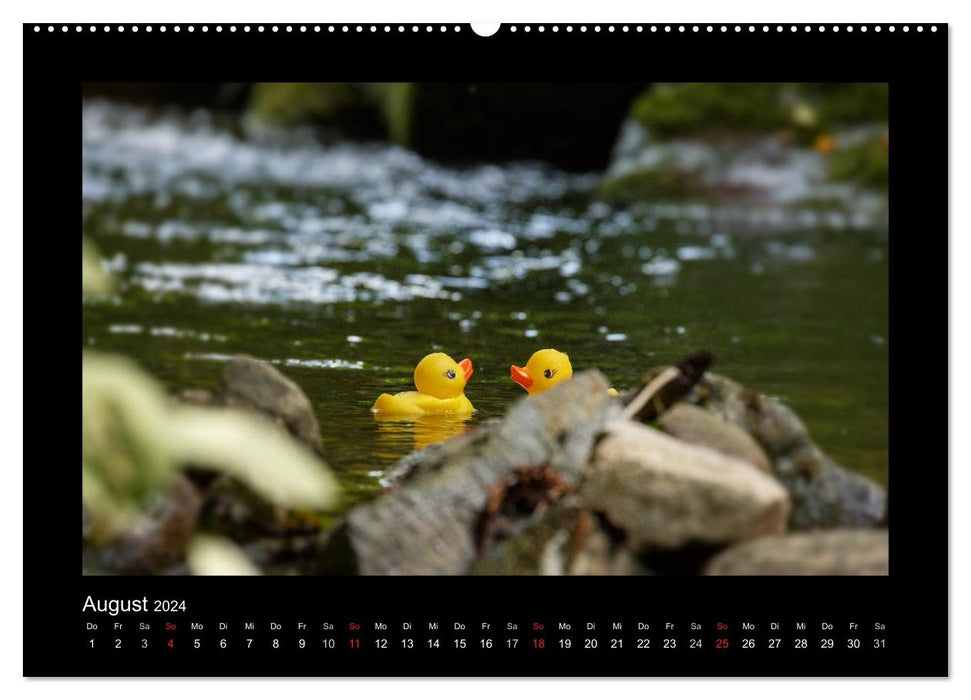 Duck race (CALVENDO wall calendar 2024) 