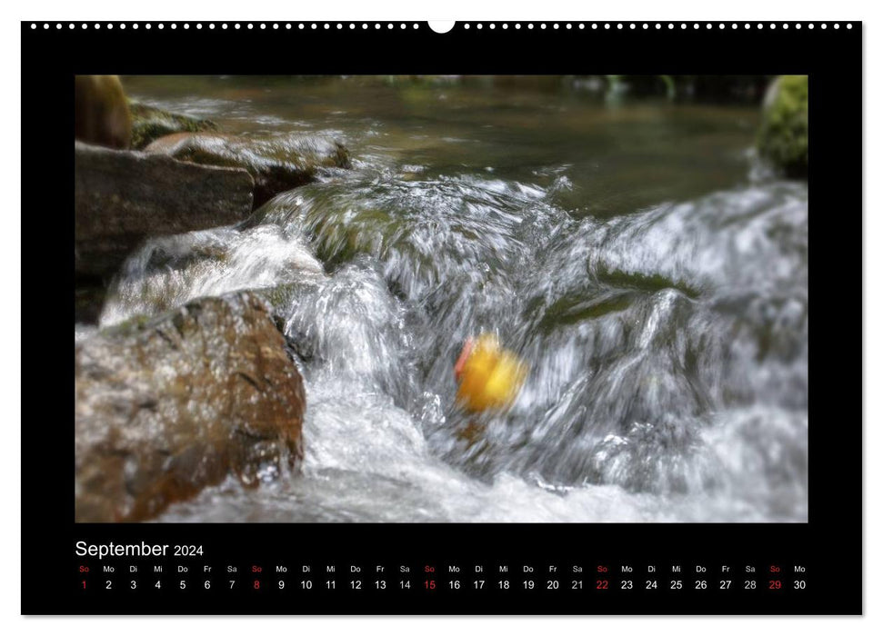 Duck race (CALVENDO wall calendar 2024) 