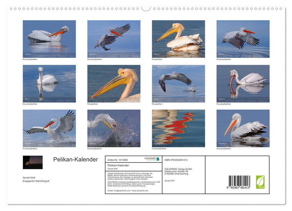 Calendrier Pélican (Calendrier mural CALVENDO Premium 2024) 