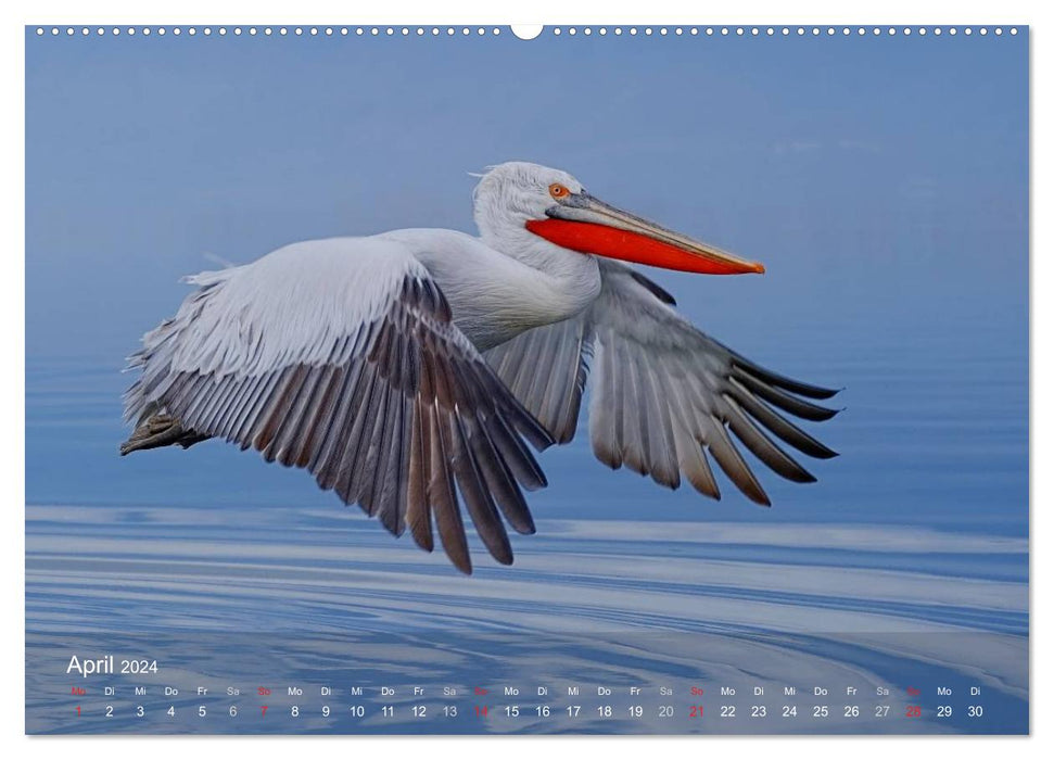 Pelican calendar (CALVENDO Premium wall calendar 2024) 