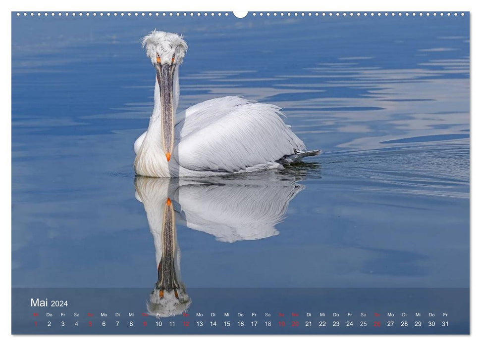 Pelikan-Kalender (CALVENDO Premium Wandkalender 2024)