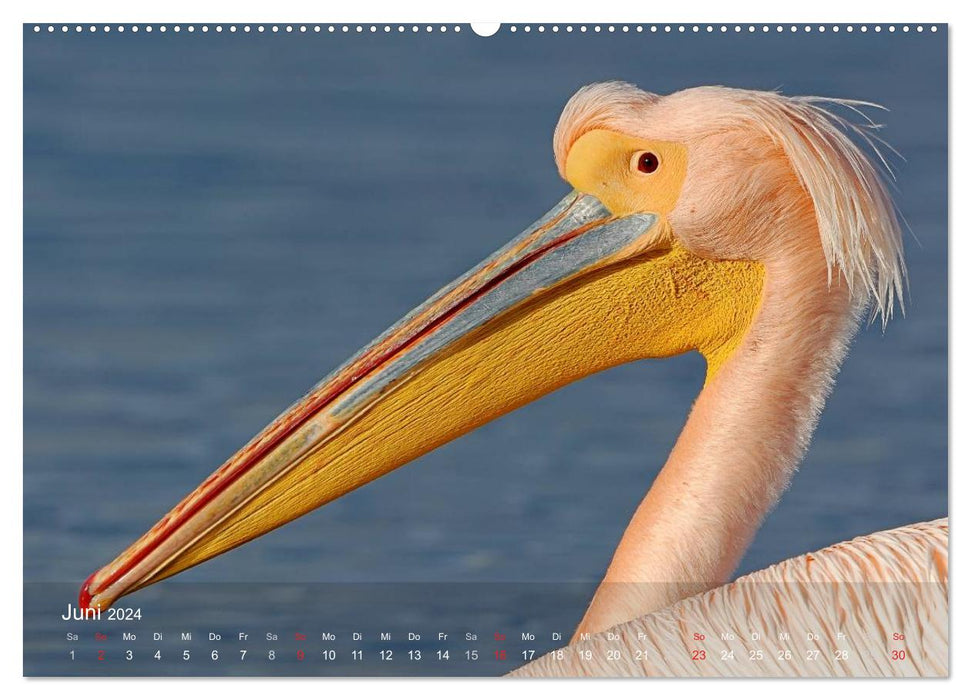 Pelikan-Kalender (CALVENDO Premium Wandkalender 2024)