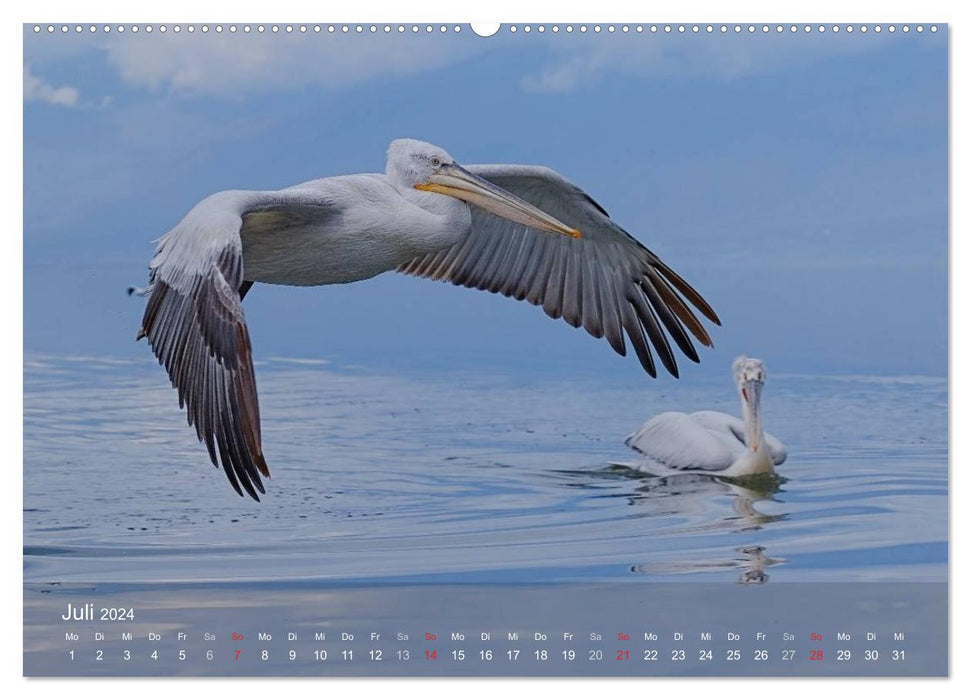 Pelikan-Kalender (CALVENDO Premium Wandkalender 2024)