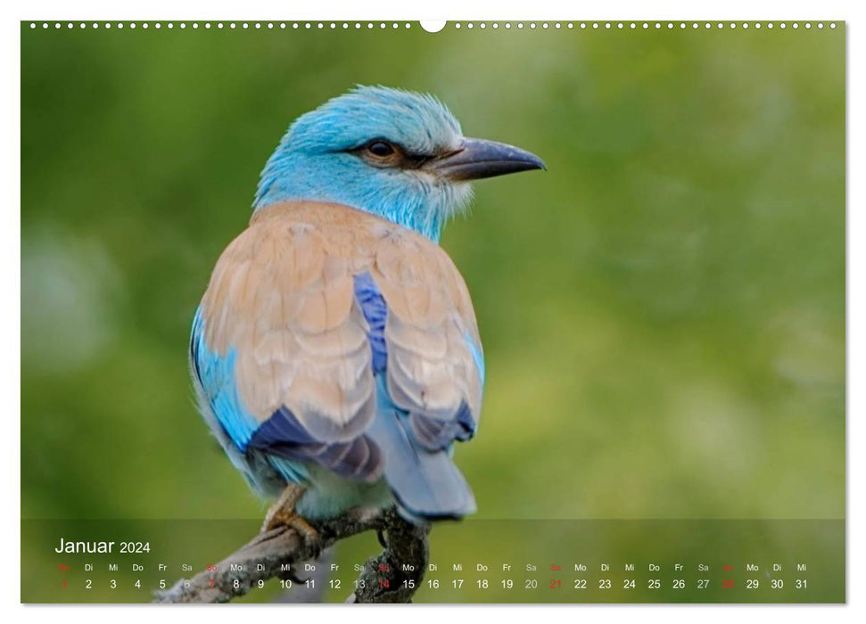 Oiseaux européens en rack (Calvendo Premium Wall Calendar 2024) 