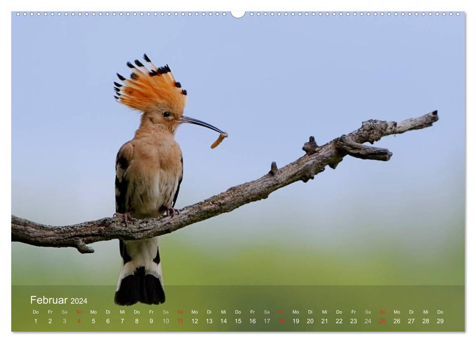 European Racked Birds (CALVENDO Premium Wall Calendar 2024) 