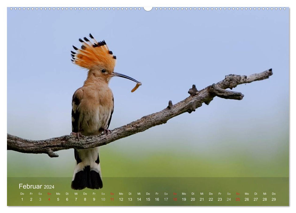 Oiseaux européens en rack (Calvendo Premium Wall Calendar 2024) 