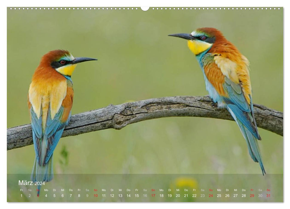 Oiseaux européens en rack (Calvendo Premium Wall Calendar 2024) 