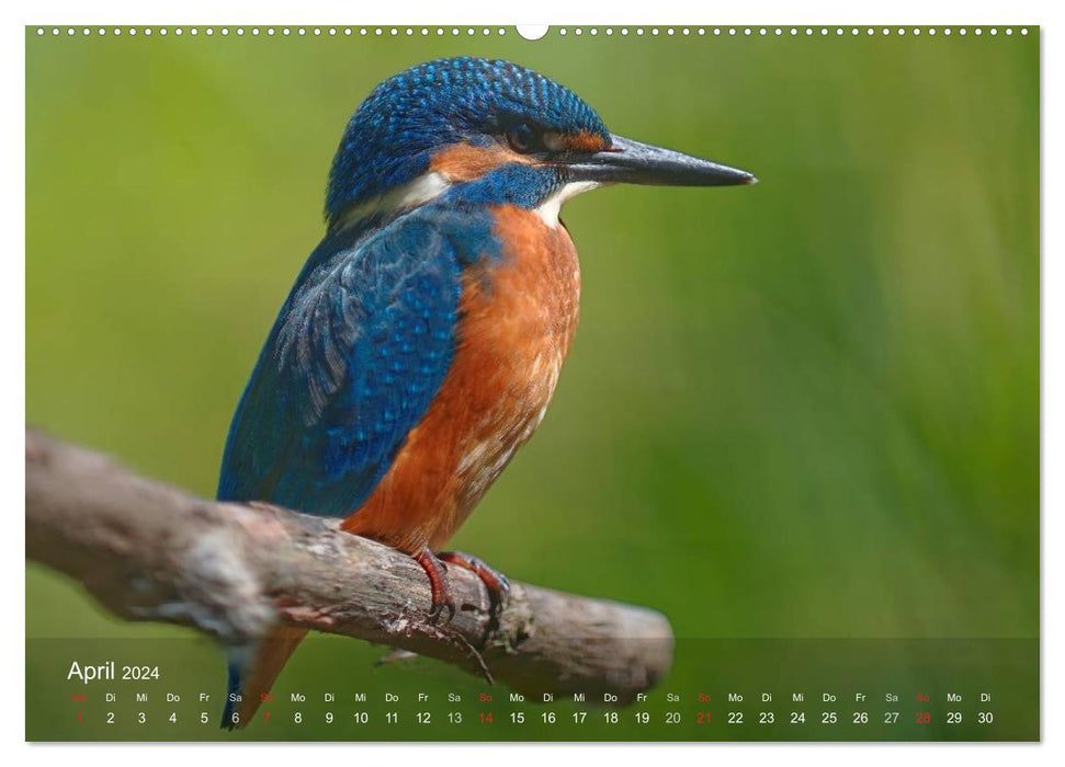 Oiseaux européens en rack (Calvendo Premium Wall Calendar 2024) 