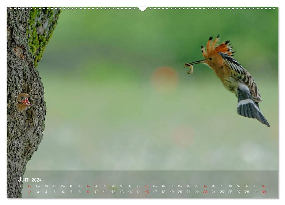 Oiseaux européens en rack (Calvendo Premium Wall Calendar 2024) 