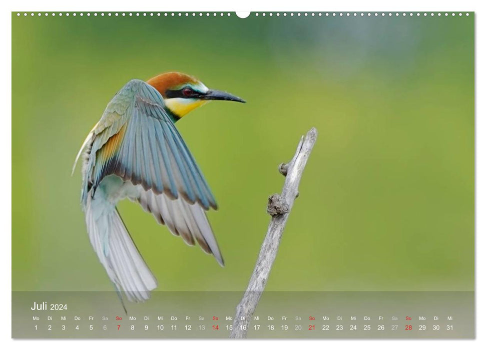 Oiseaux européens en rack (Calvendo Premium Wall Calendar 2024) 