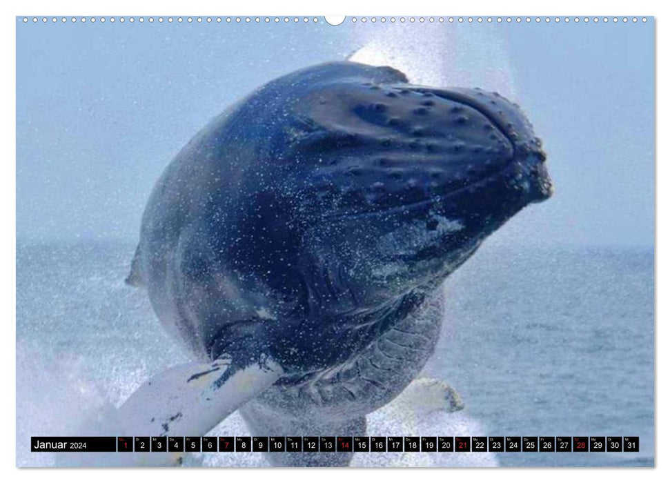 Whales - Colossi of the Seas (CALVENDO Premium Wall Calendar 2024) 