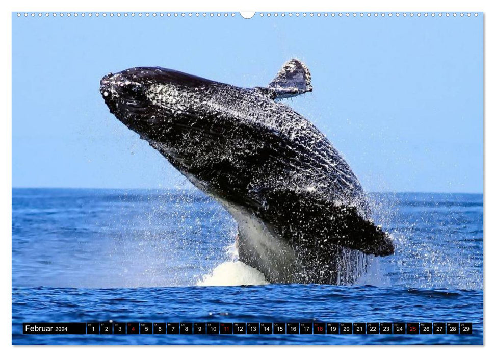 Whales - Colossi of the Seas (CALVENDO Premium Wall Calendar 2024) 